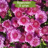 Комплект 5шт  / Хризантема Глори (Мультифлора/Сиреневая)